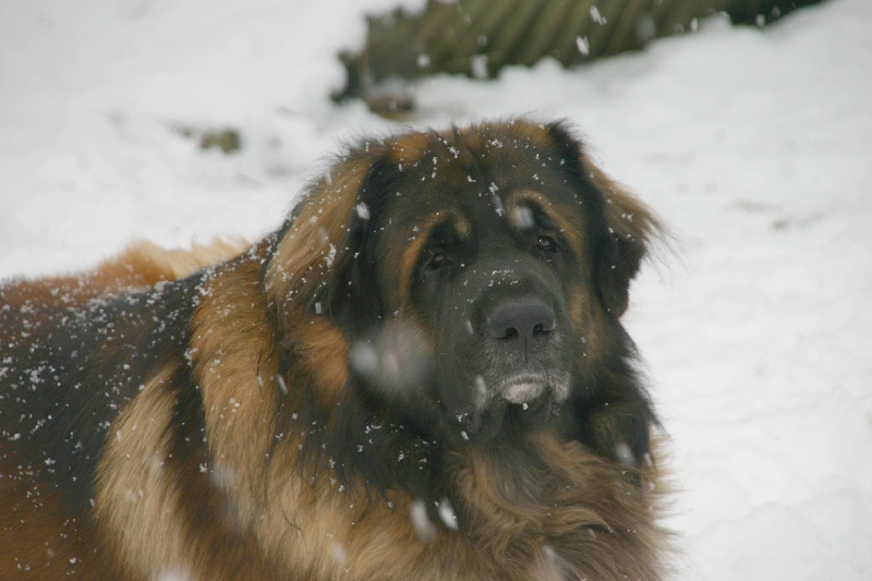 Boïan océane du clos des Tzars de Montagne
